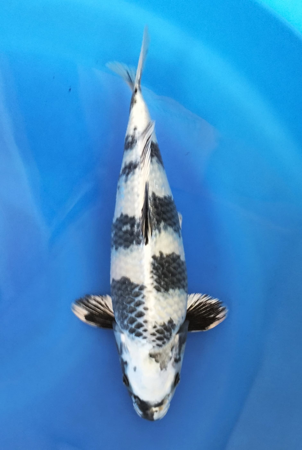 Juara 1