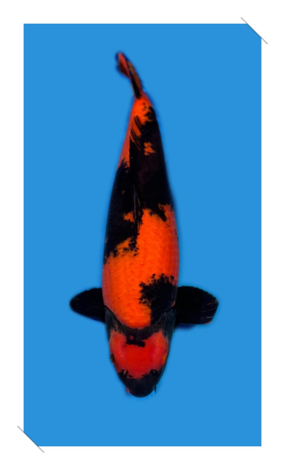 Best In Size D 56 - 60 cm