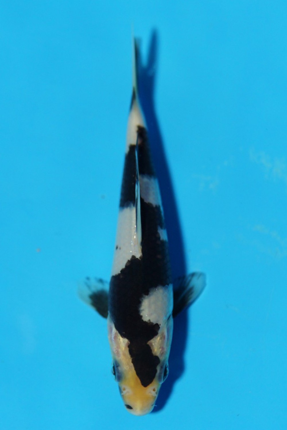 Juara 5