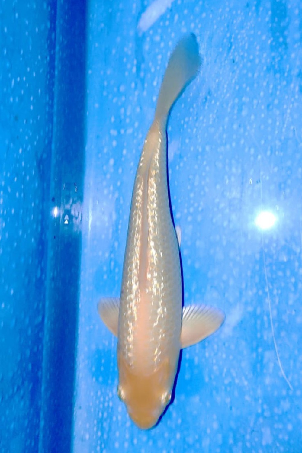 Juara 5