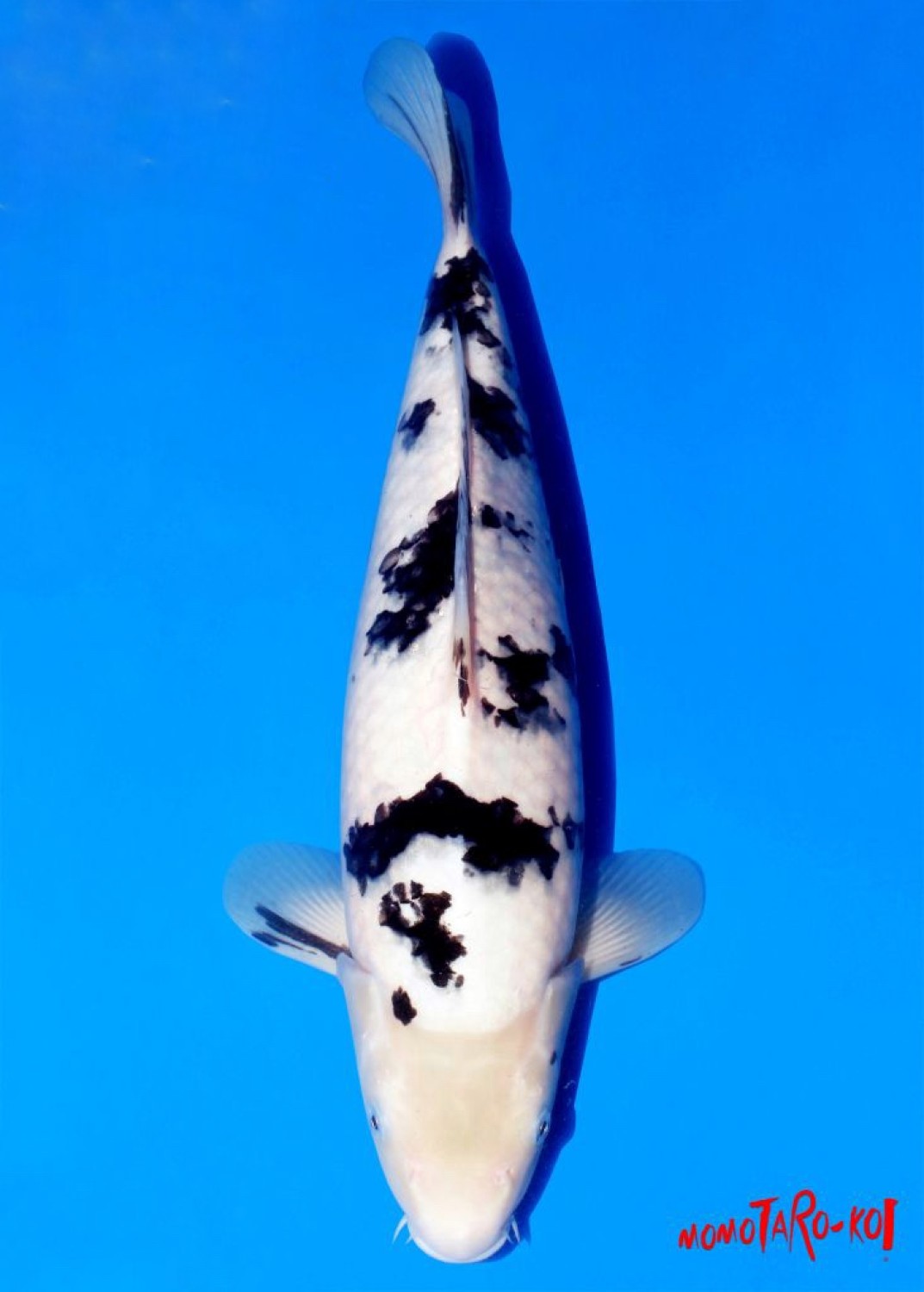 Juara 1
