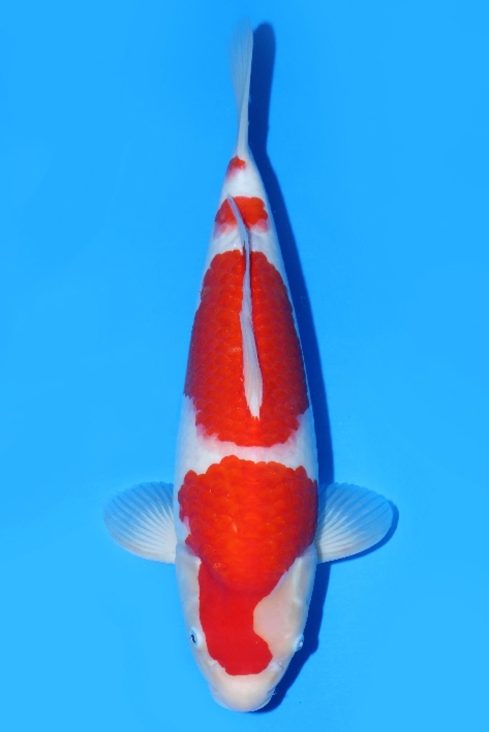 Juara 2