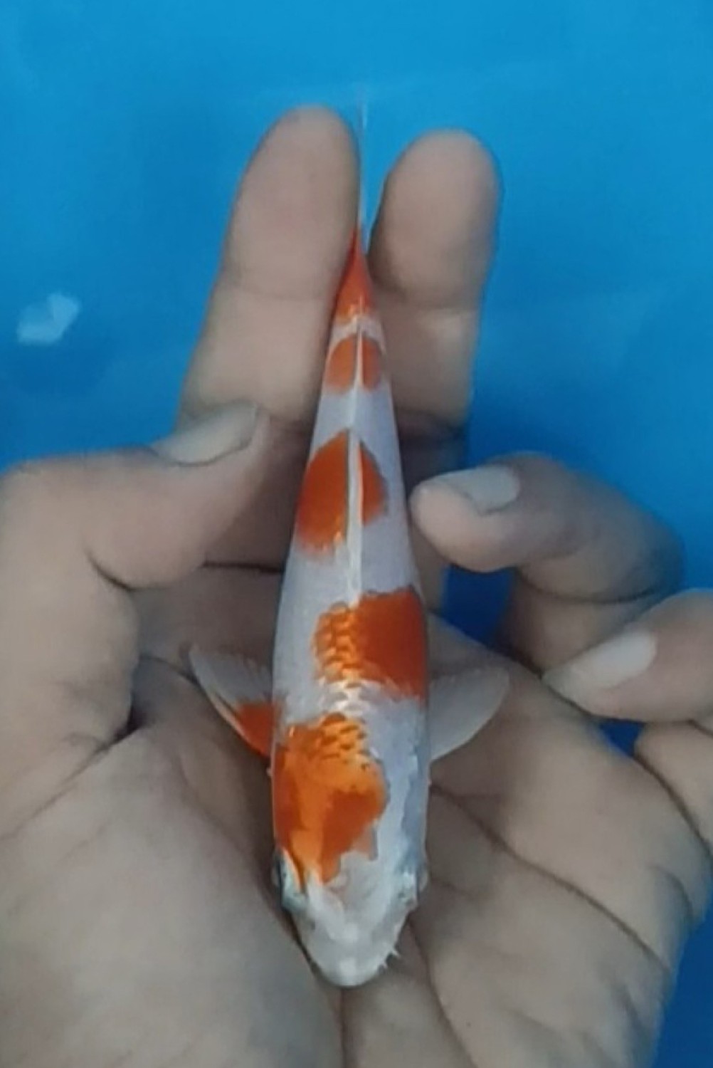 Juara 1