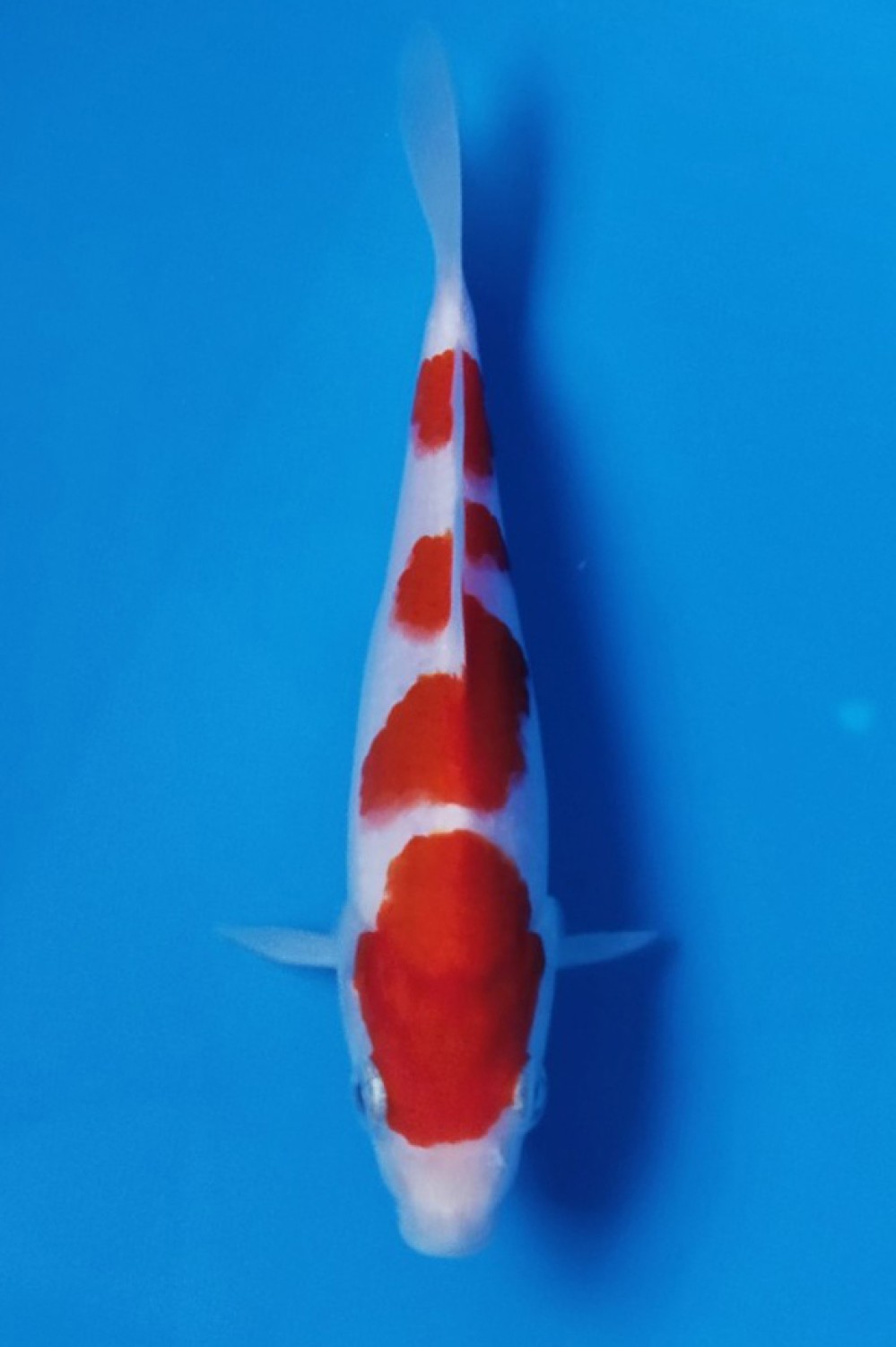 Juara 5