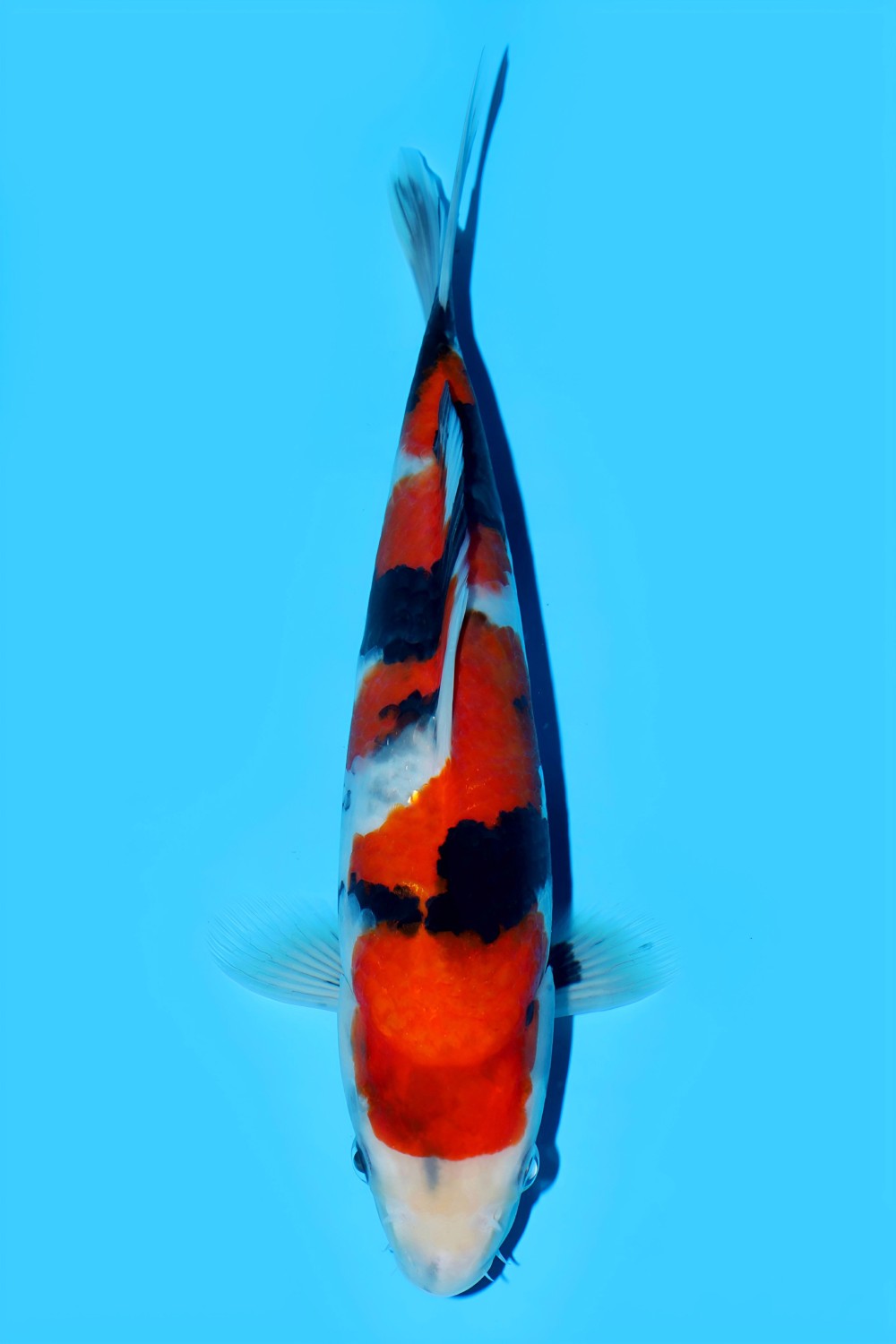 Juara 1