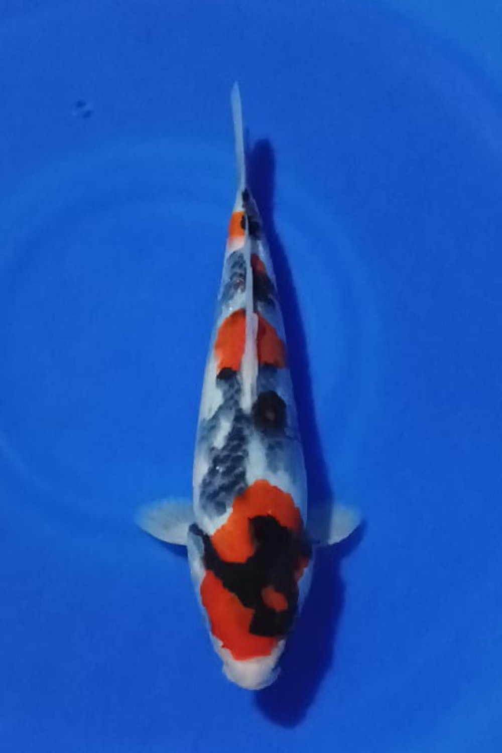Juara 1