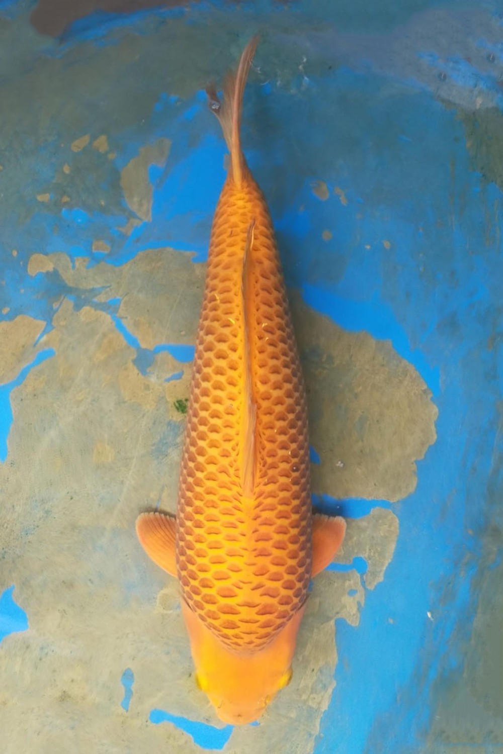 Juara 3