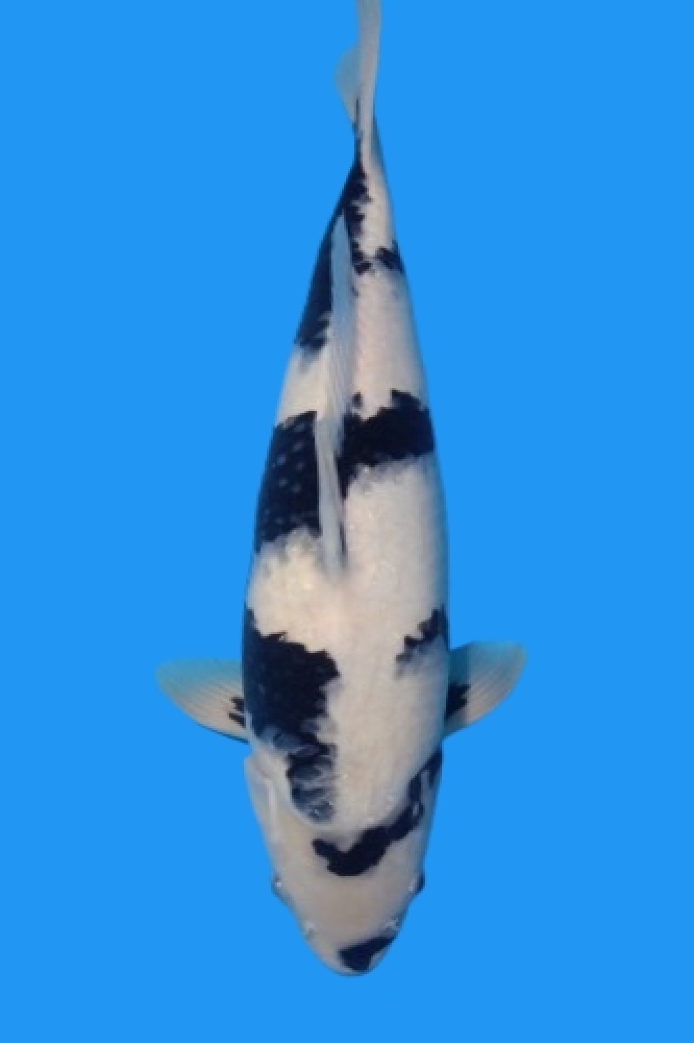 Juara 3