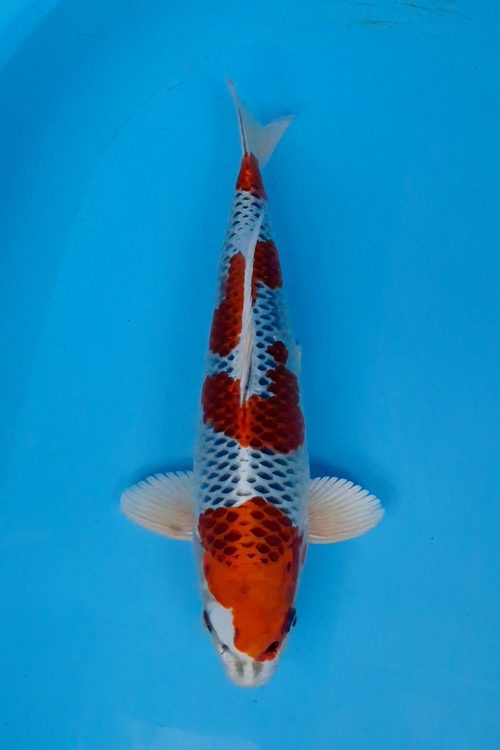 Juara 1