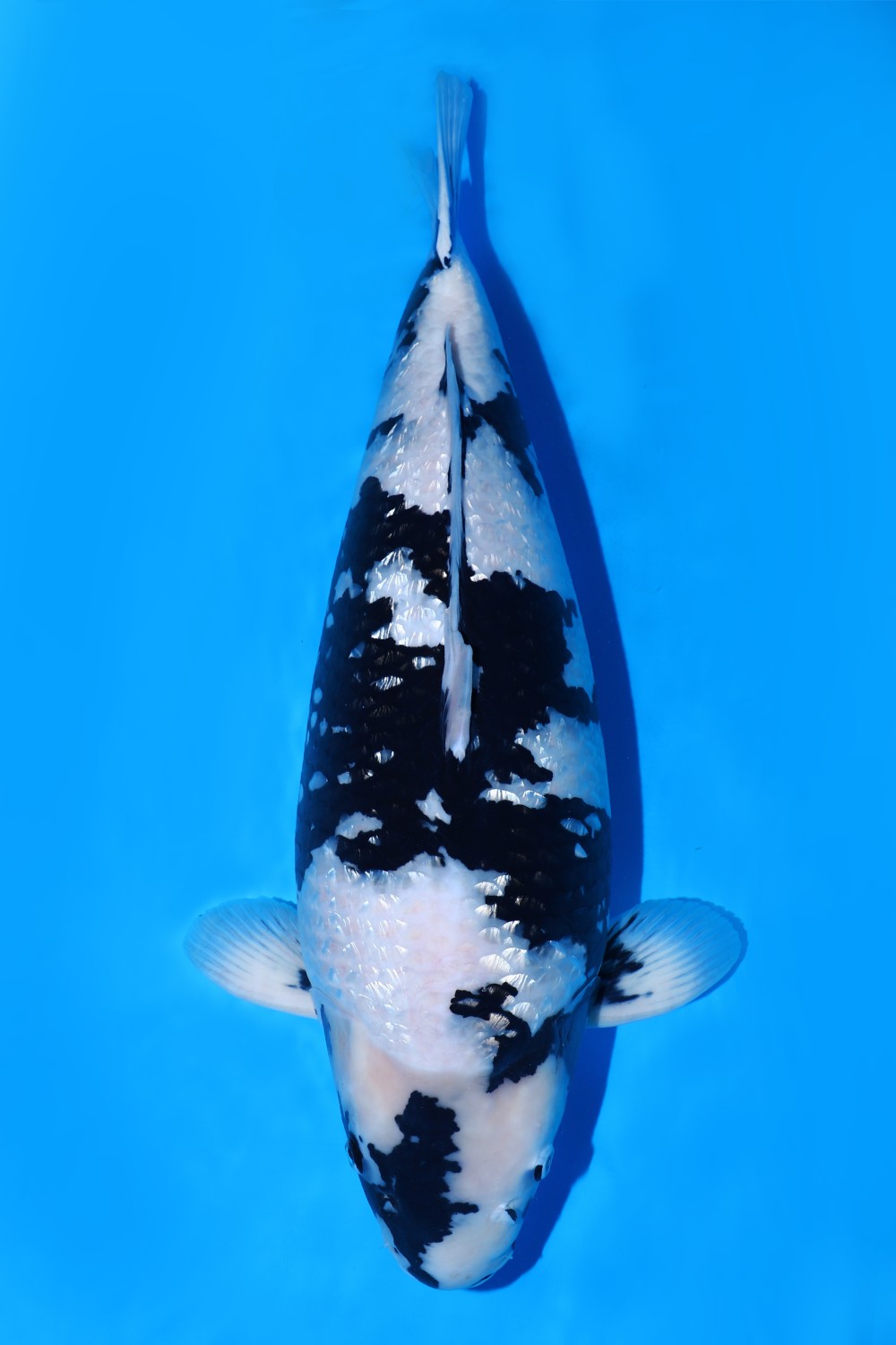 Juara 2