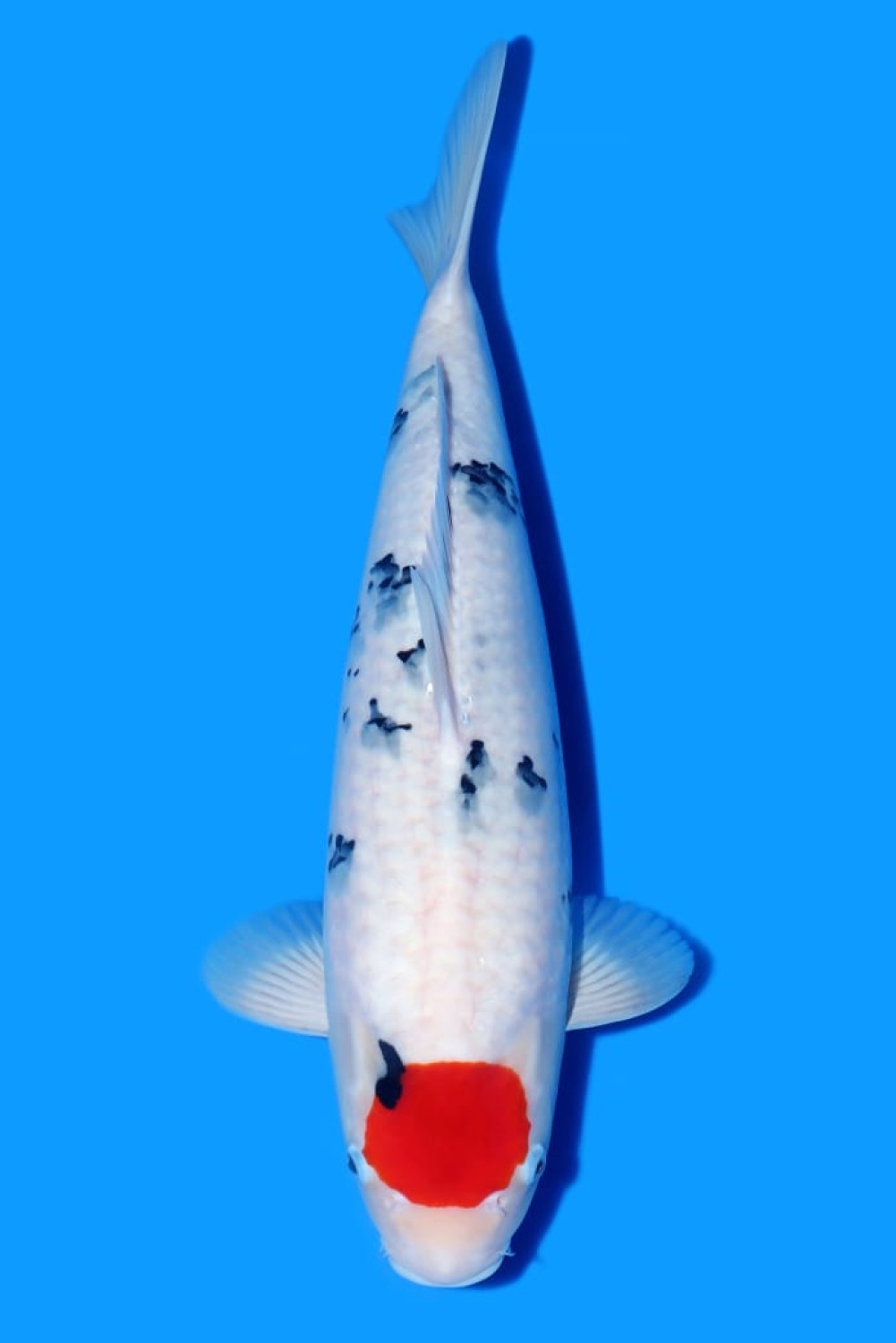 Juara 3
