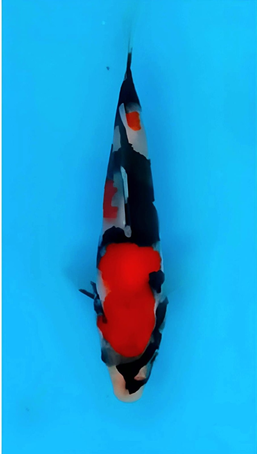 Best In Size A Up To 12 cm
