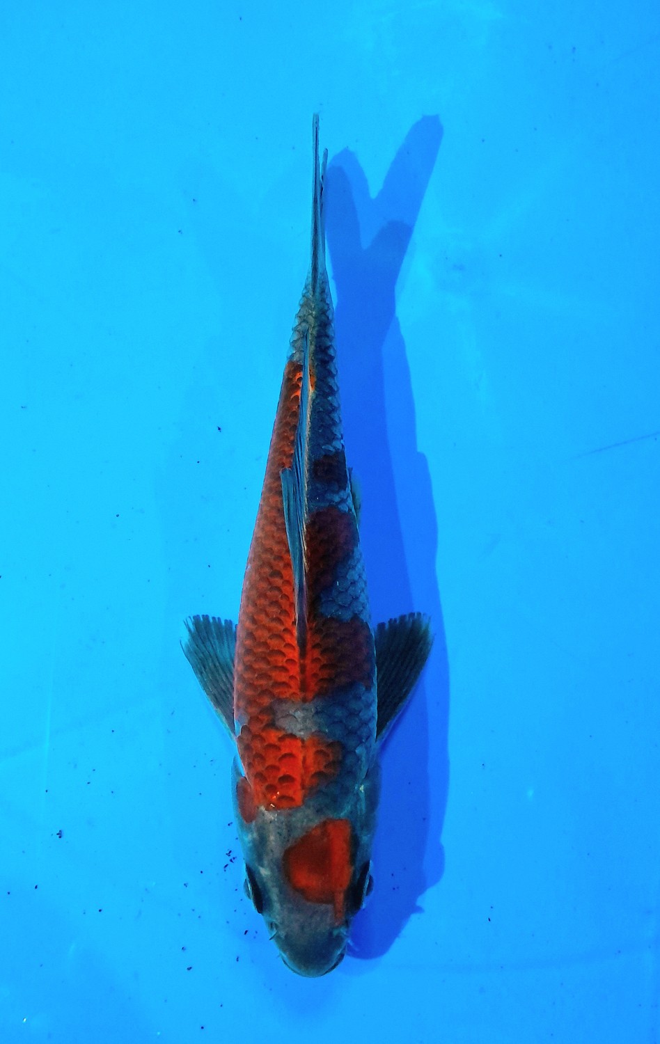 Juara 1