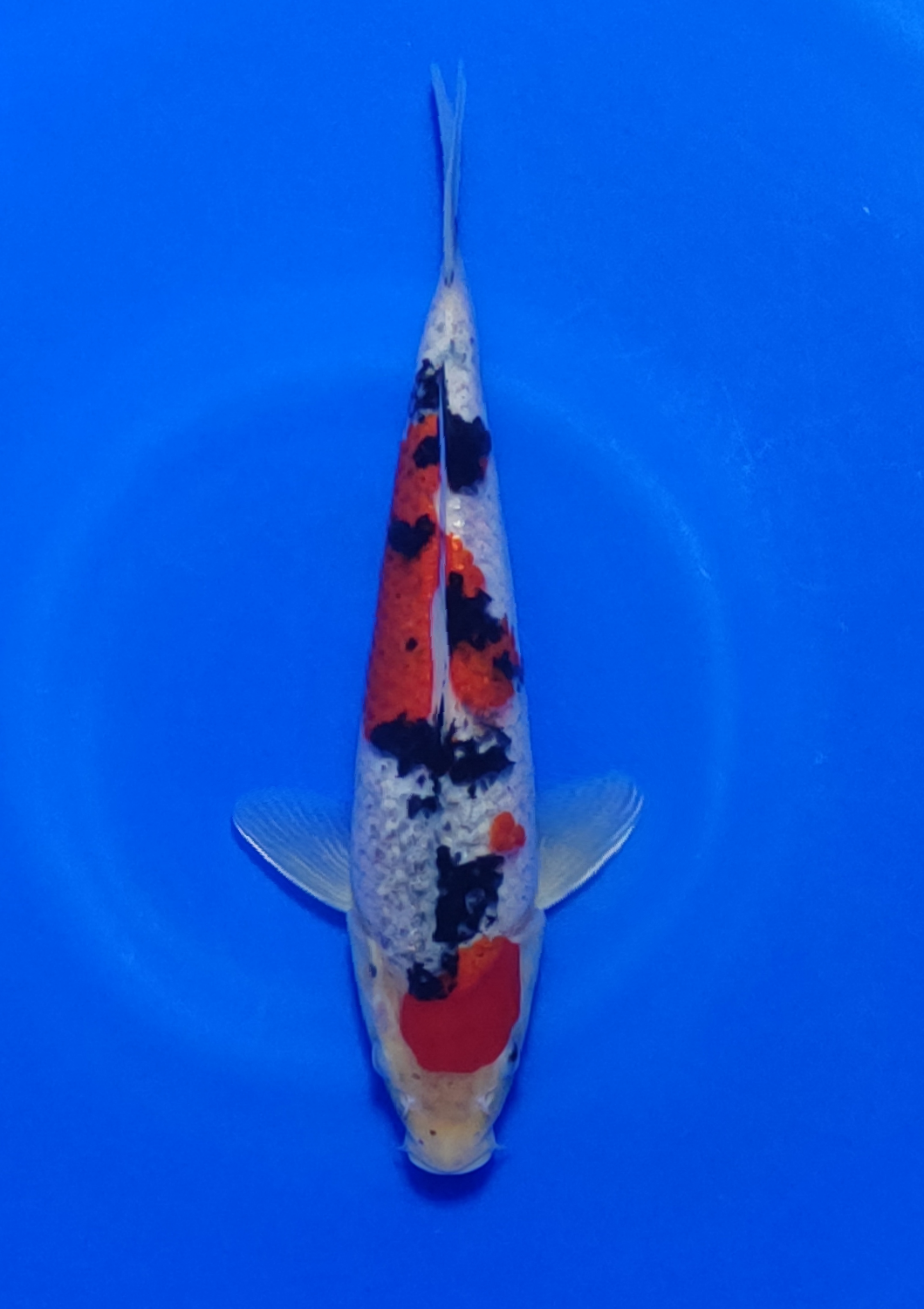 Juara 1
