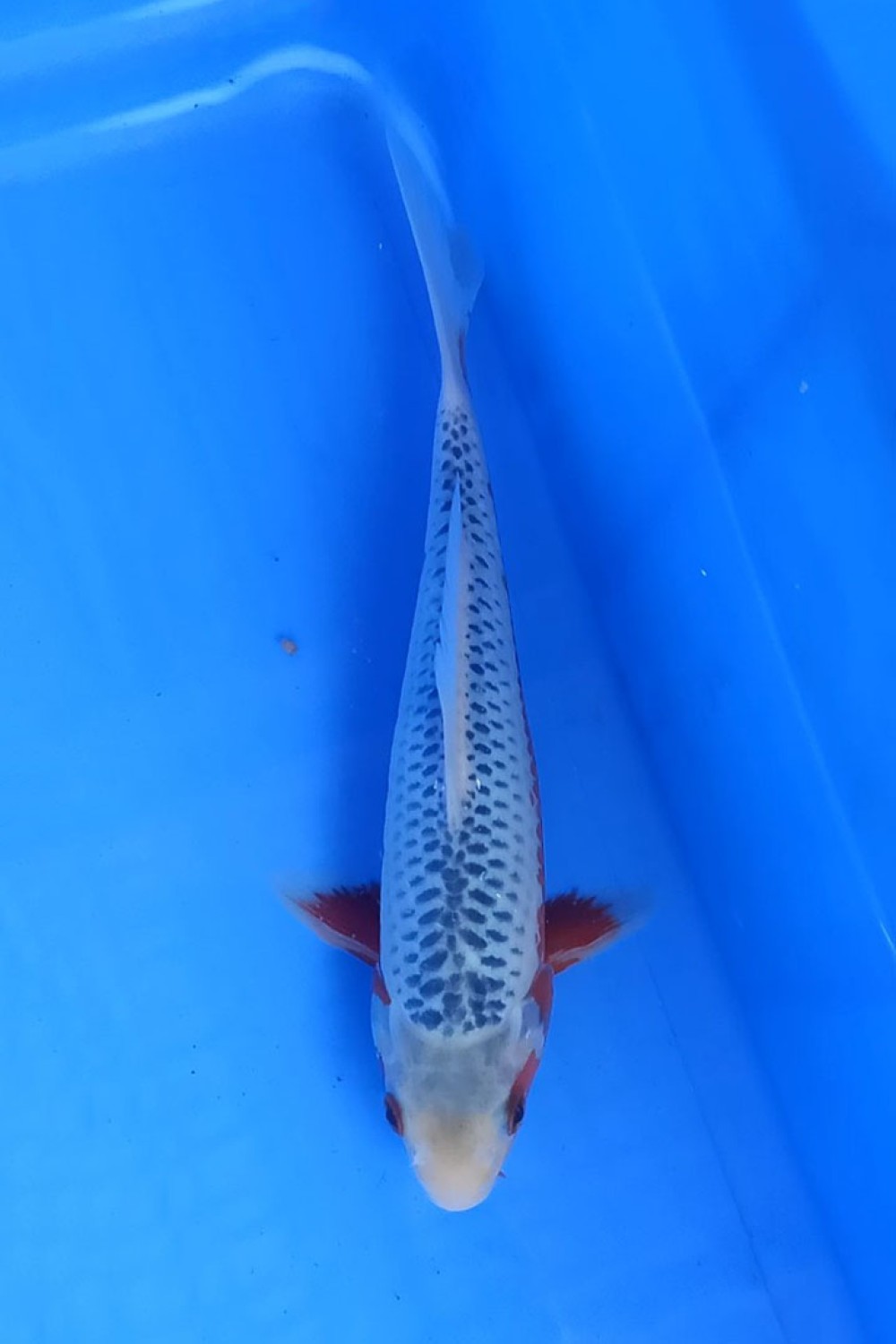 Juara 1