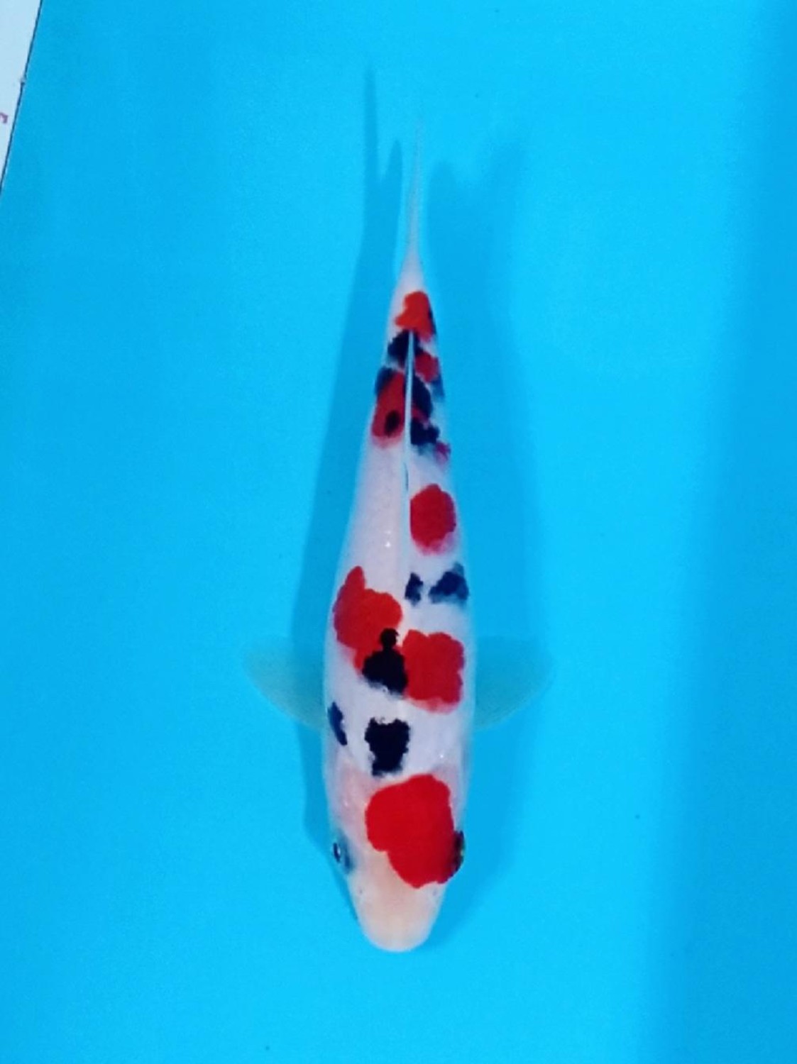 Best In Size A 16 - 20 cm