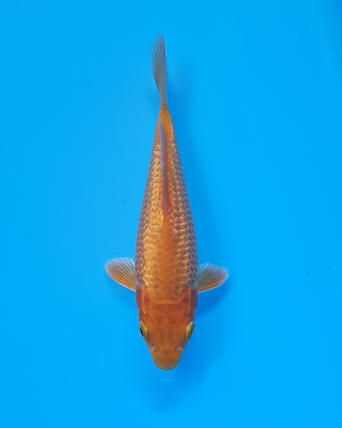 Juara 2