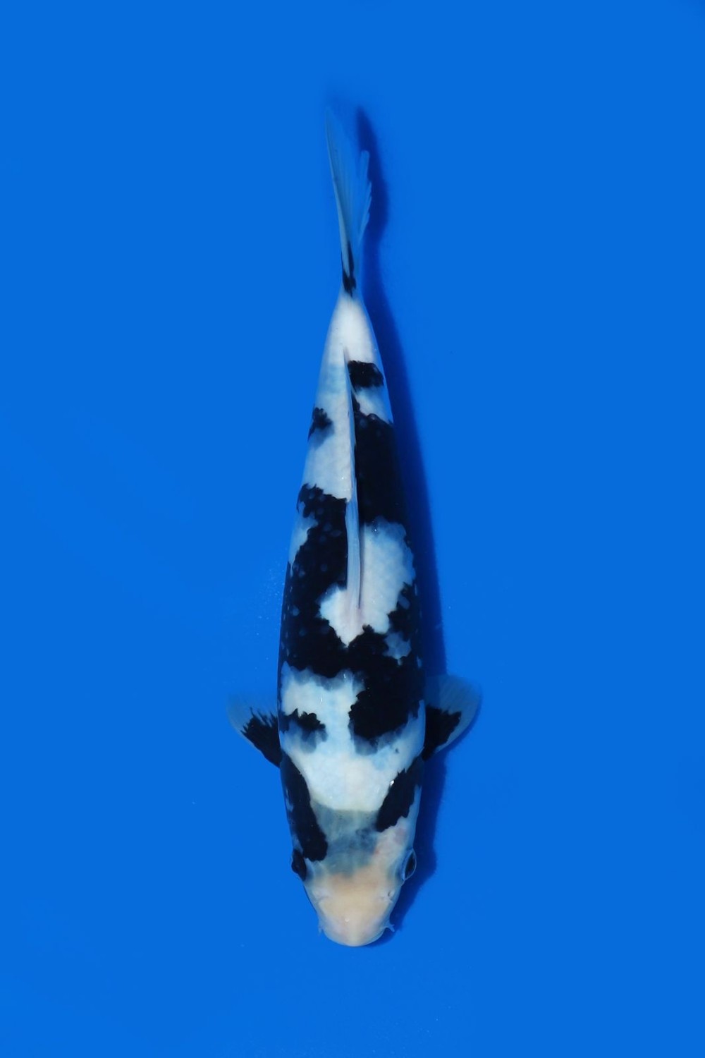 Juara 4