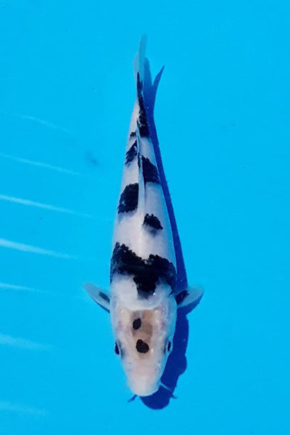 Juara 1