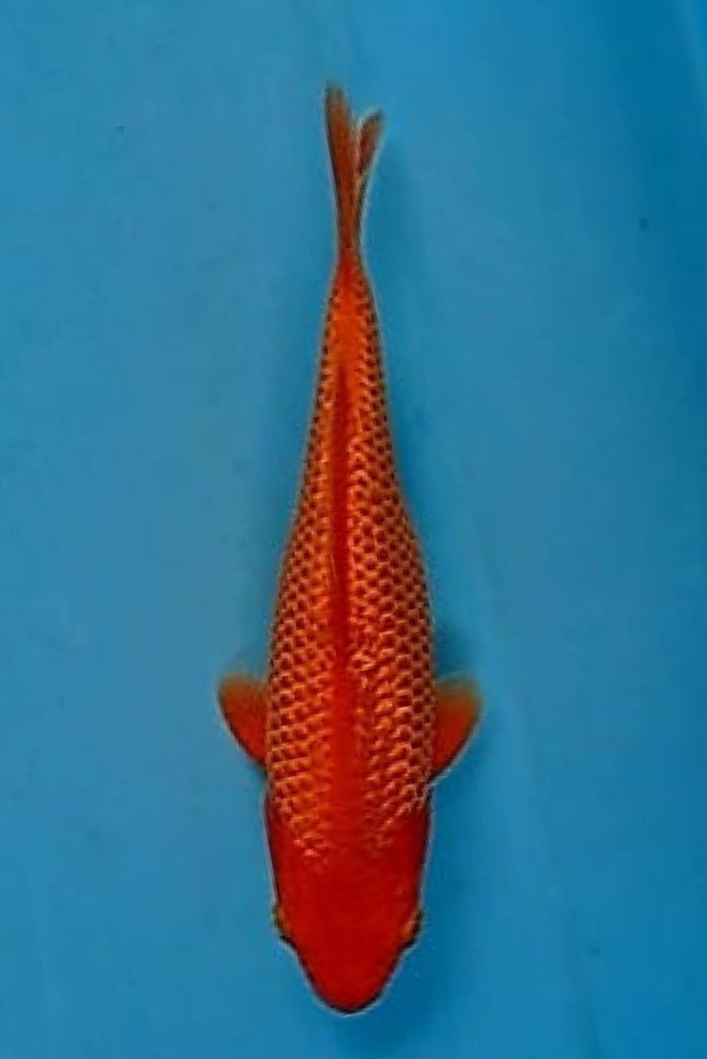 Juara 5