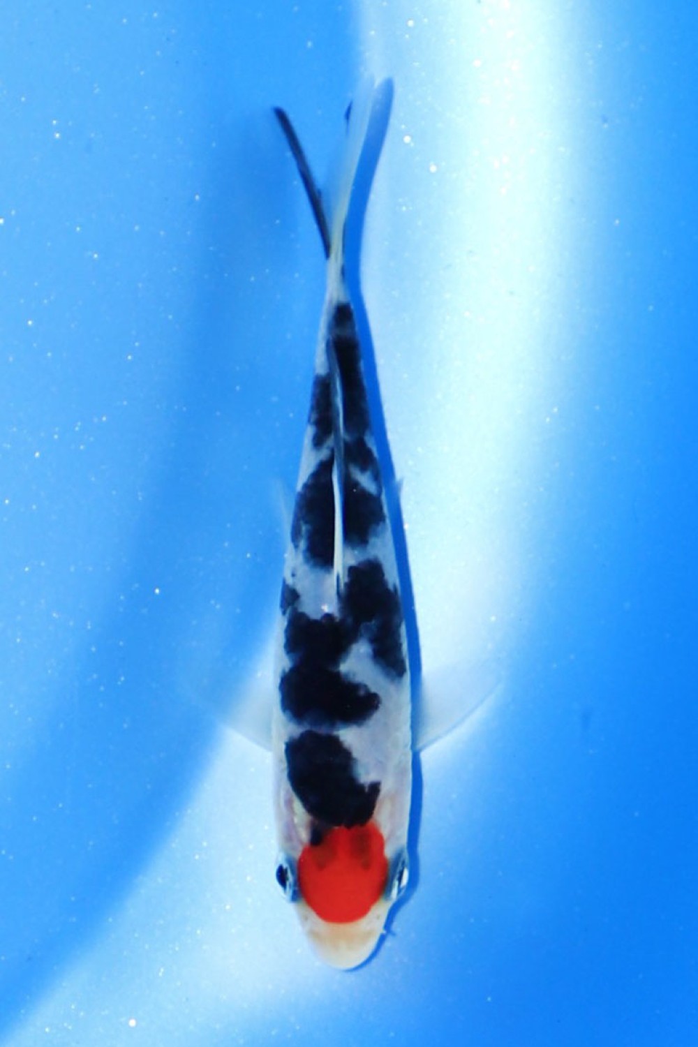 Juara 4