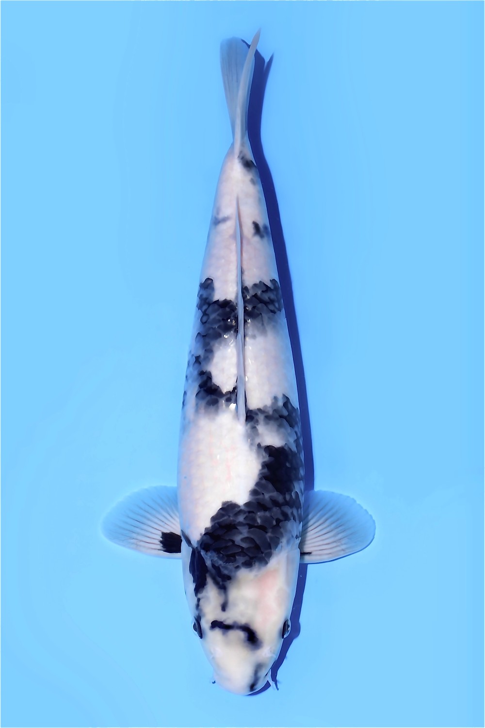 Juara 1