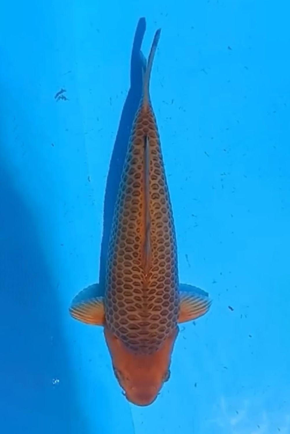 Juara 1