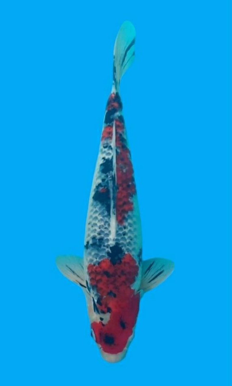 Juara 1