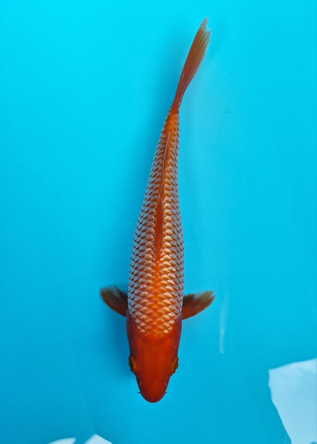 Best In Size E 16 - 20 cm