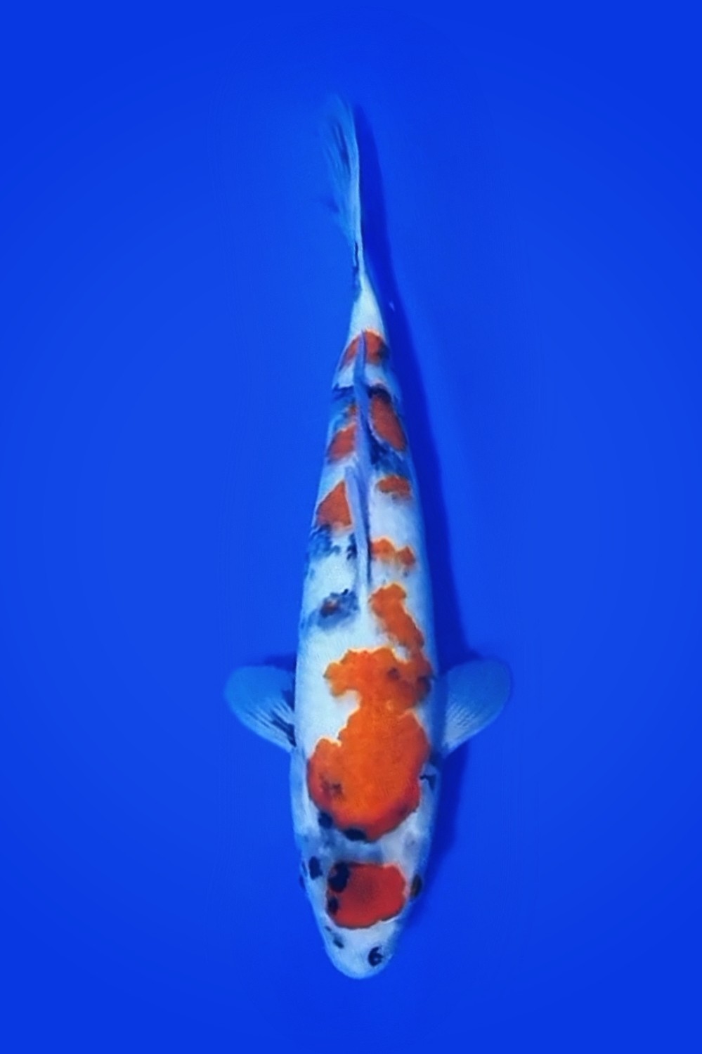 Juara 4