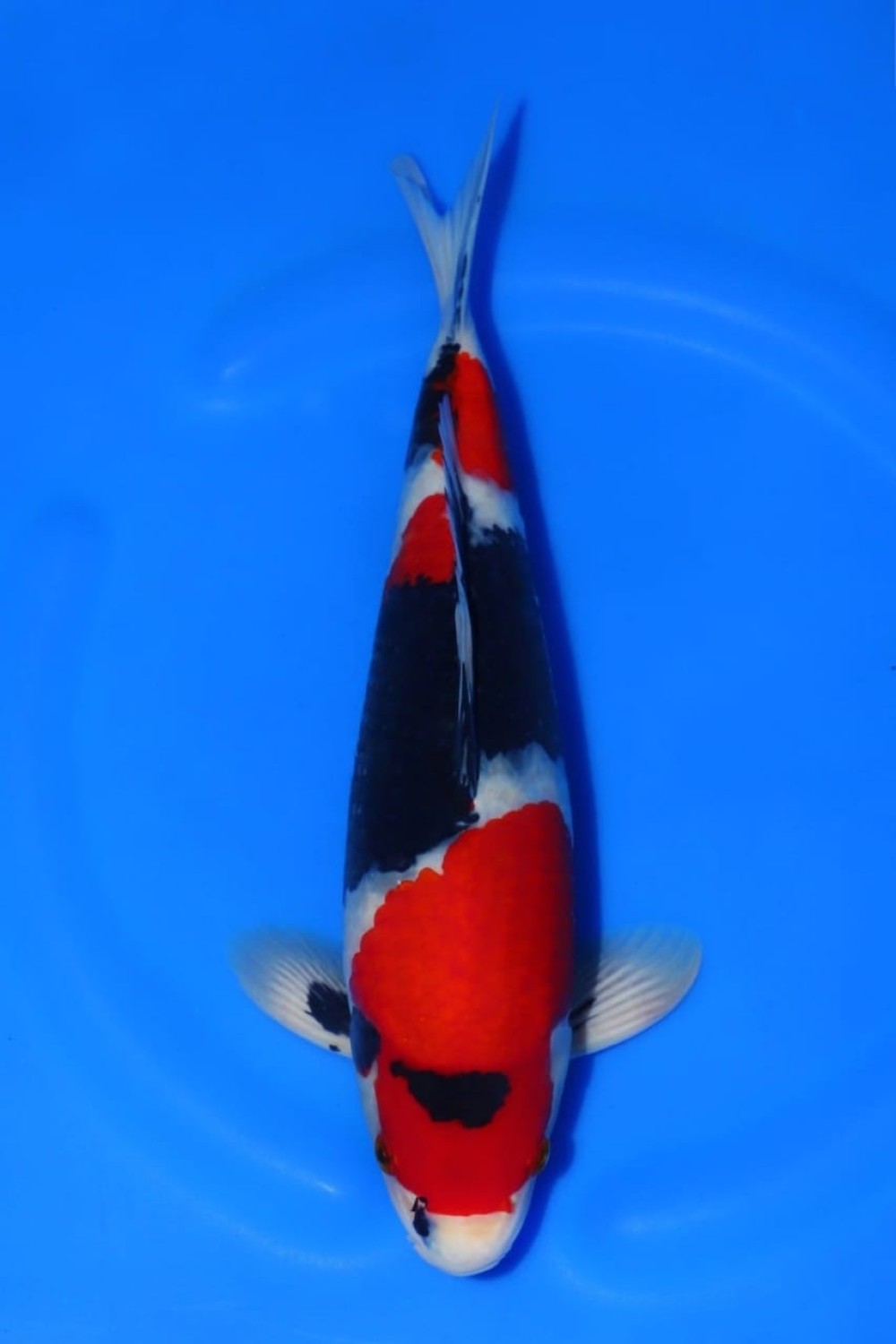 Juara 2