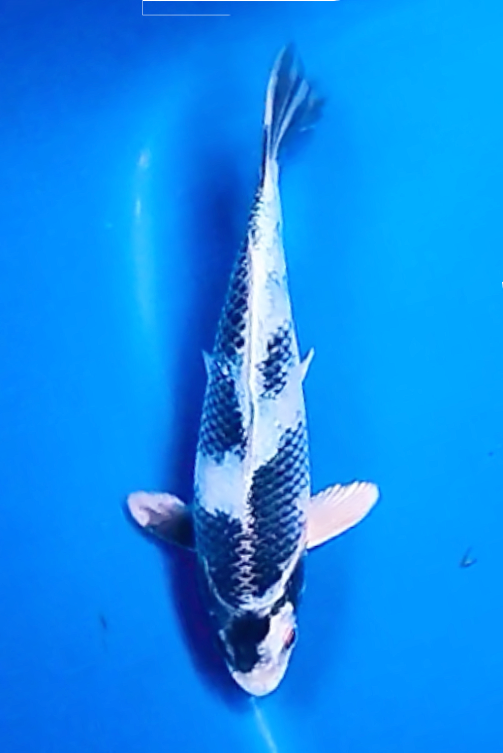 Juara 2