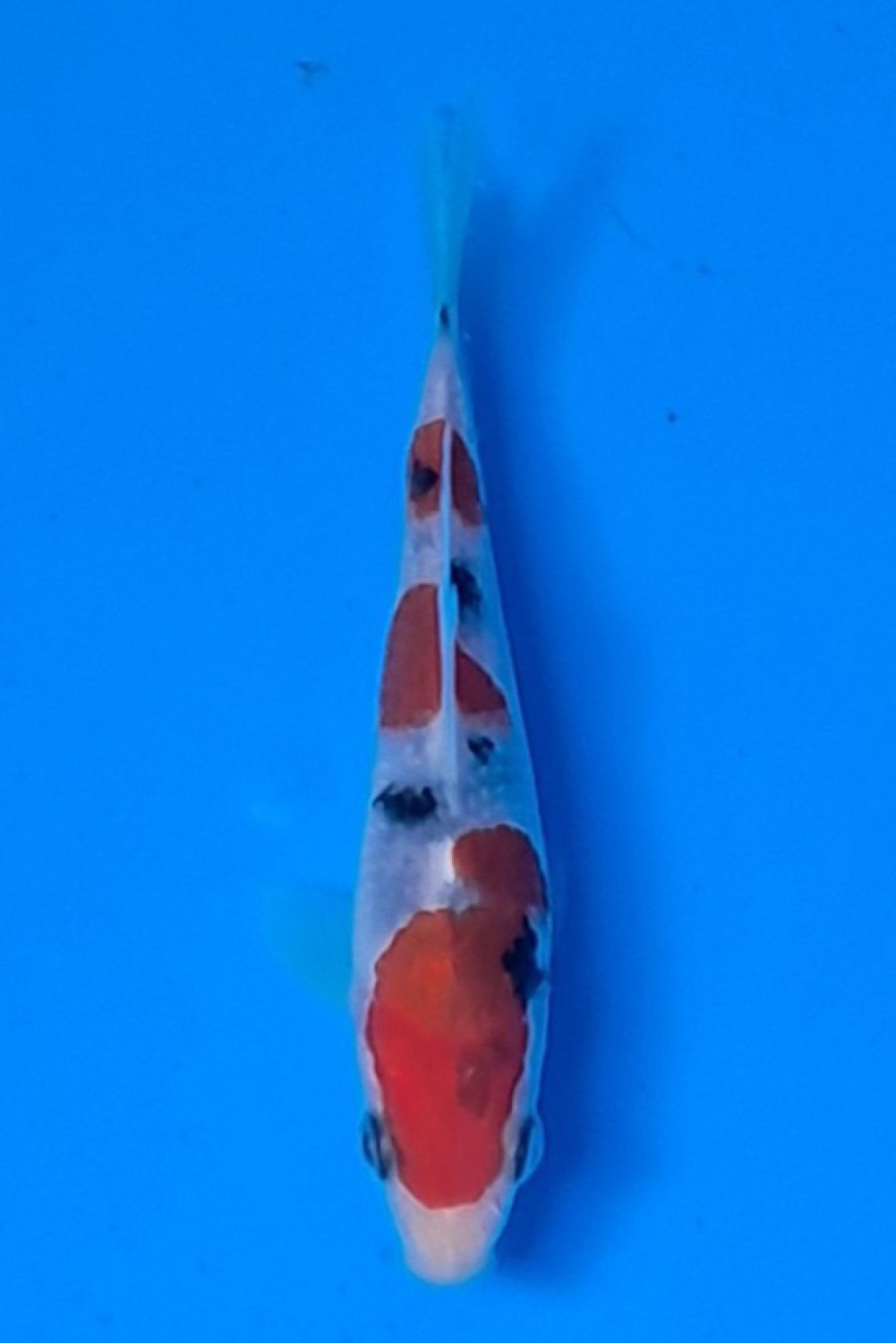 Juara 1
