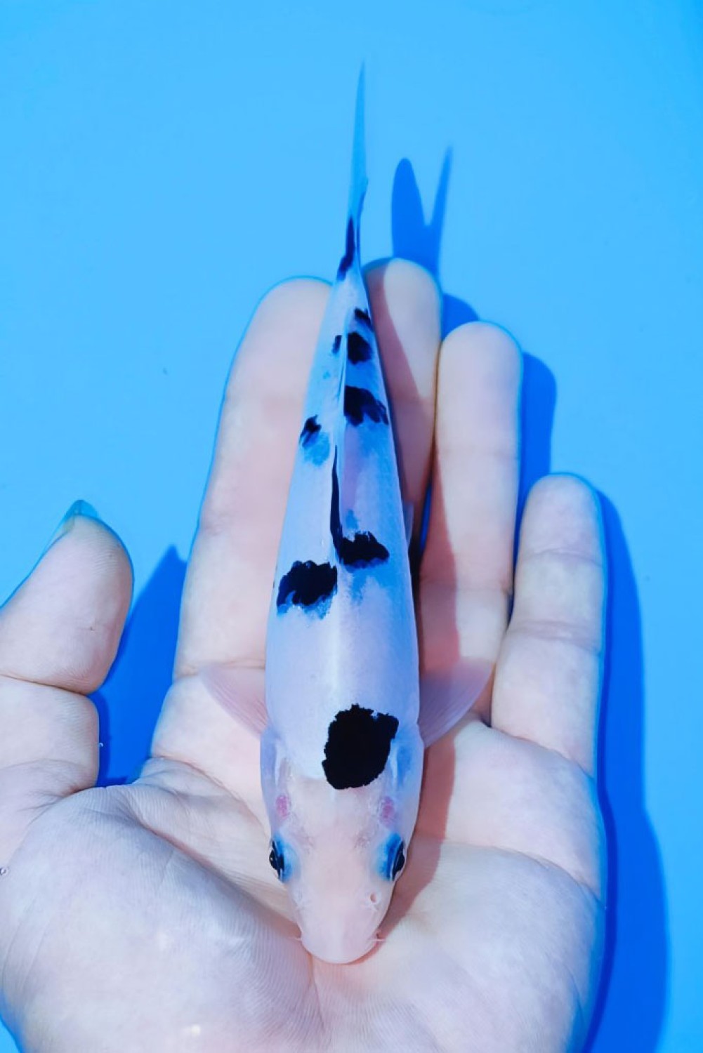 Best In Size D 13 - 15 cm