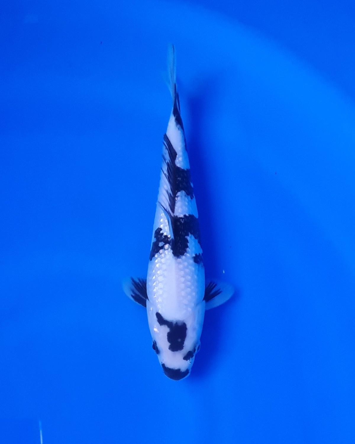Best In Size C 21 - 25 cm