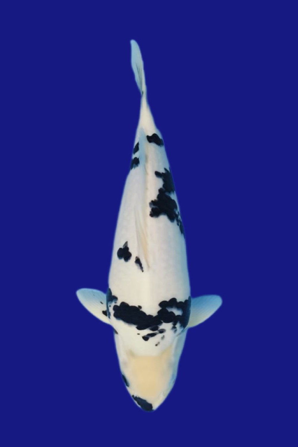 Juara 1