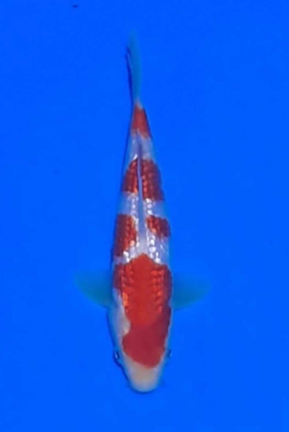 Juara 2