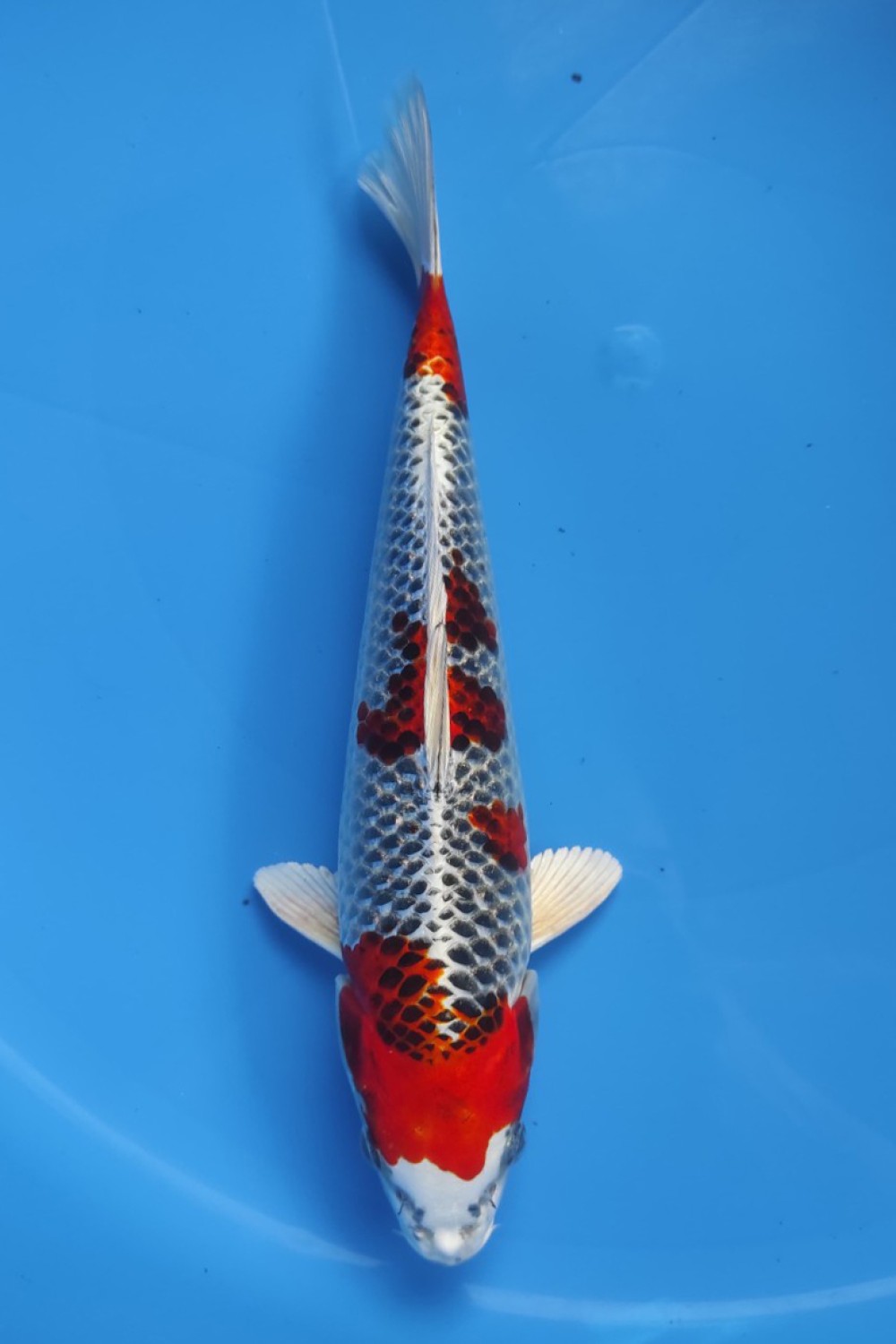 Juara 1