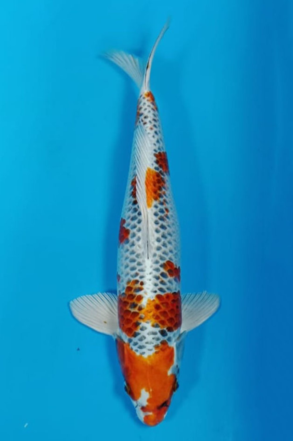 Juara 2