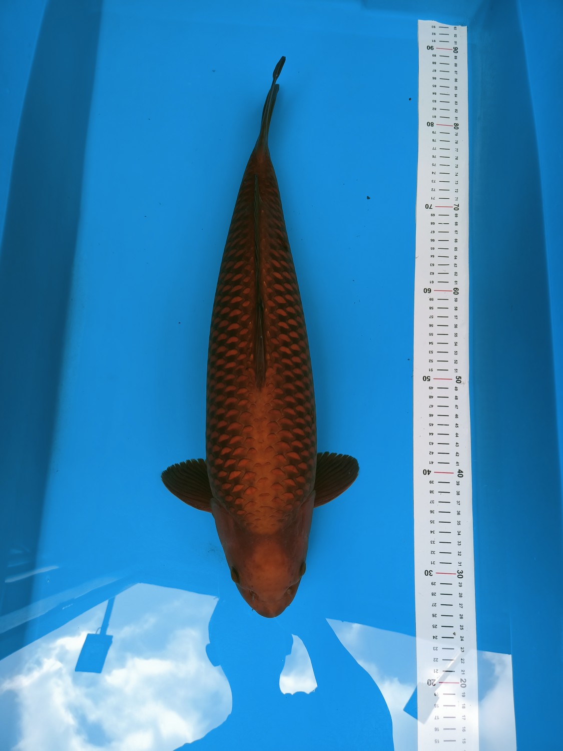 Best In Size E 51 - 55 cm