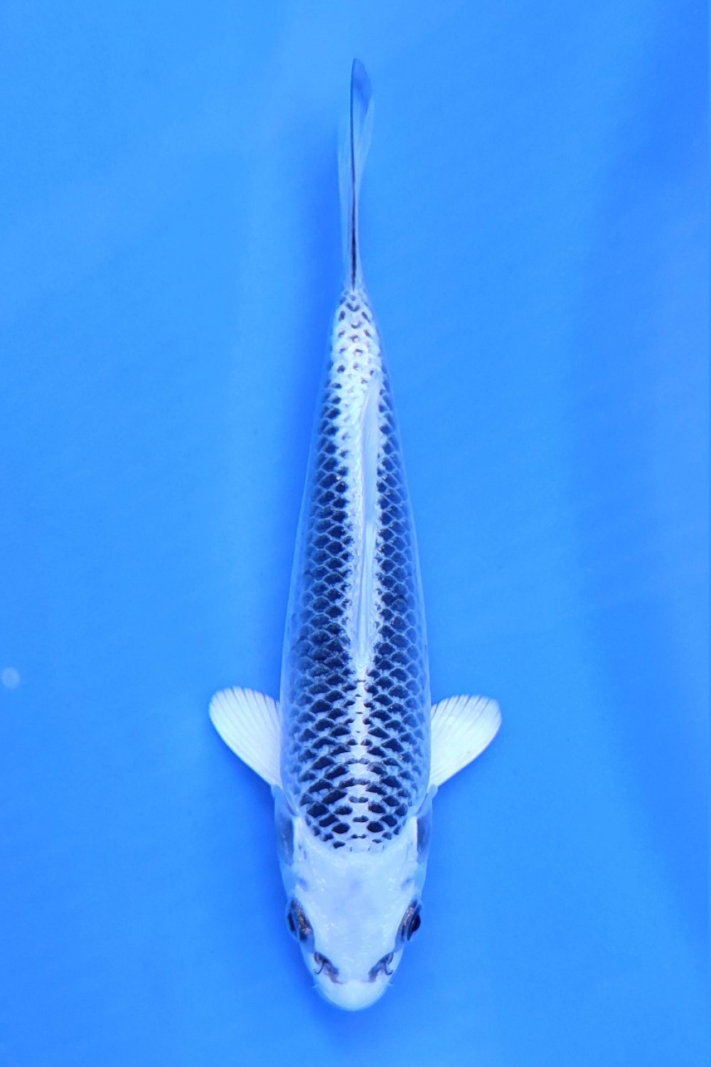 Juara 1