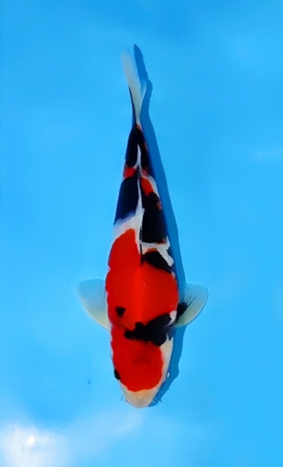 Juara 5