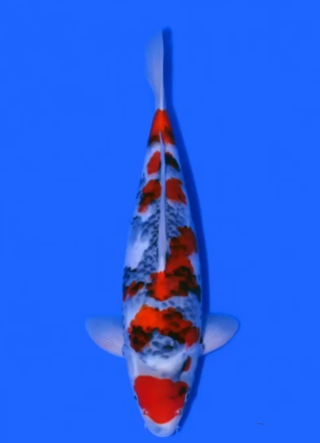 Juara 4