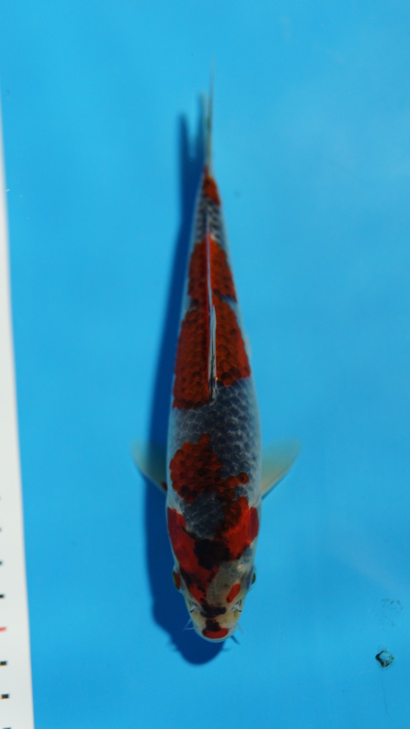 Juara 2