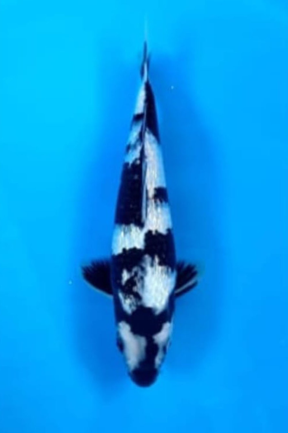 Juara 2