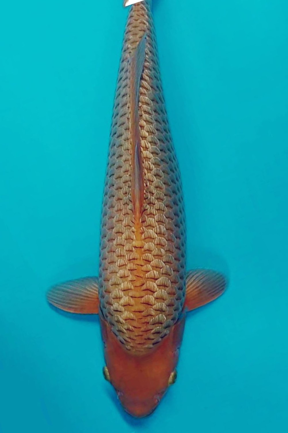 Juara 2