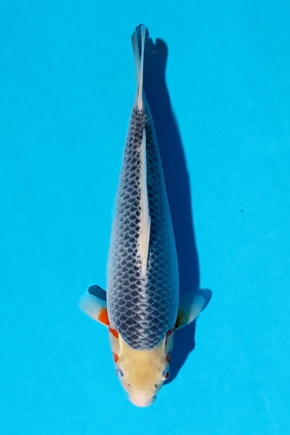 Juara 1