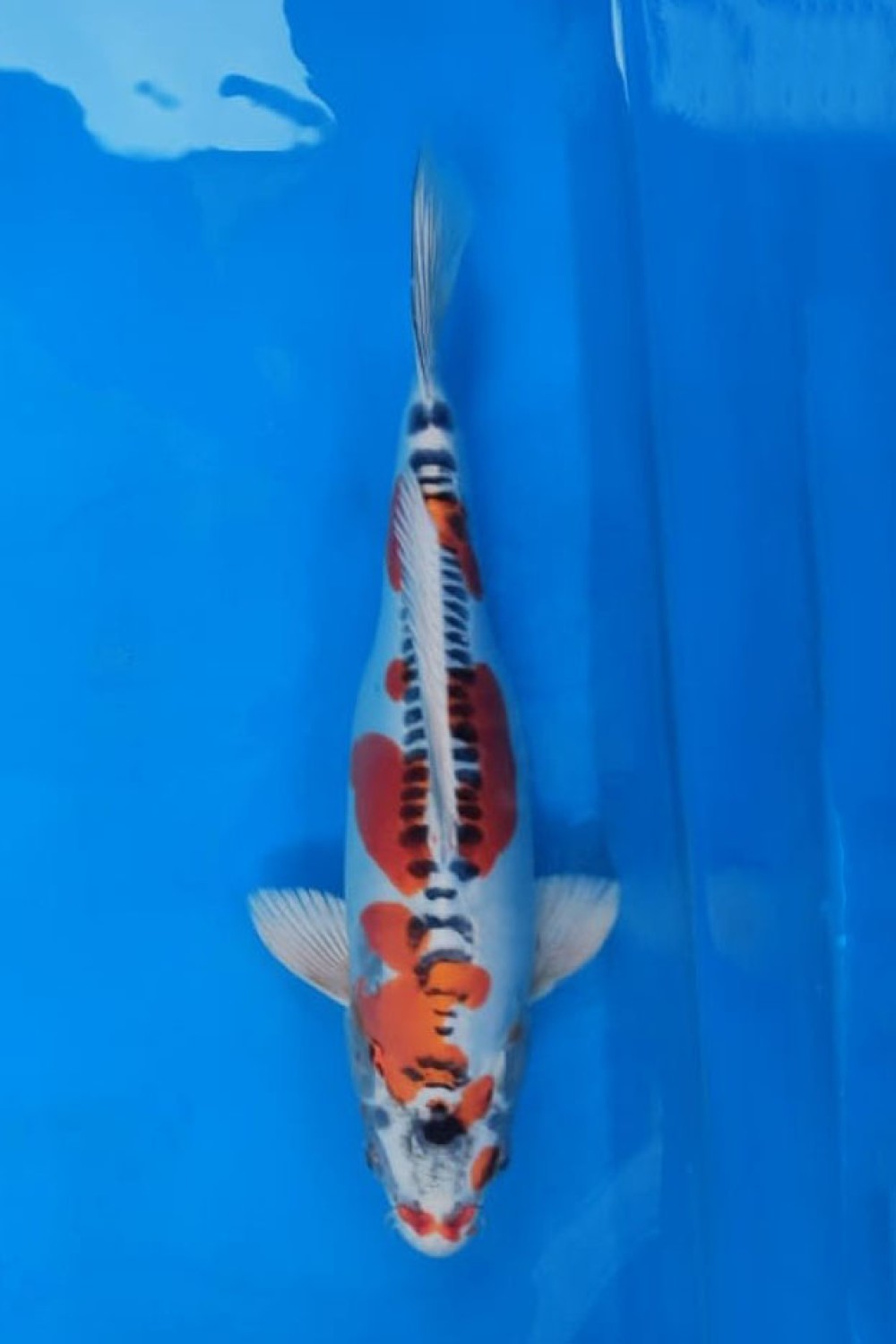 Juara 2