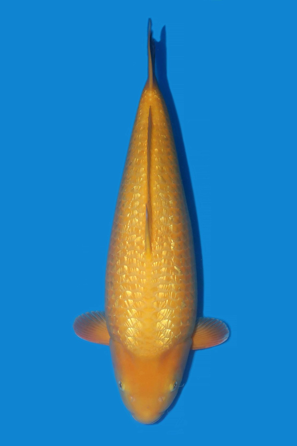 Best In Size E 61 - 65 cm