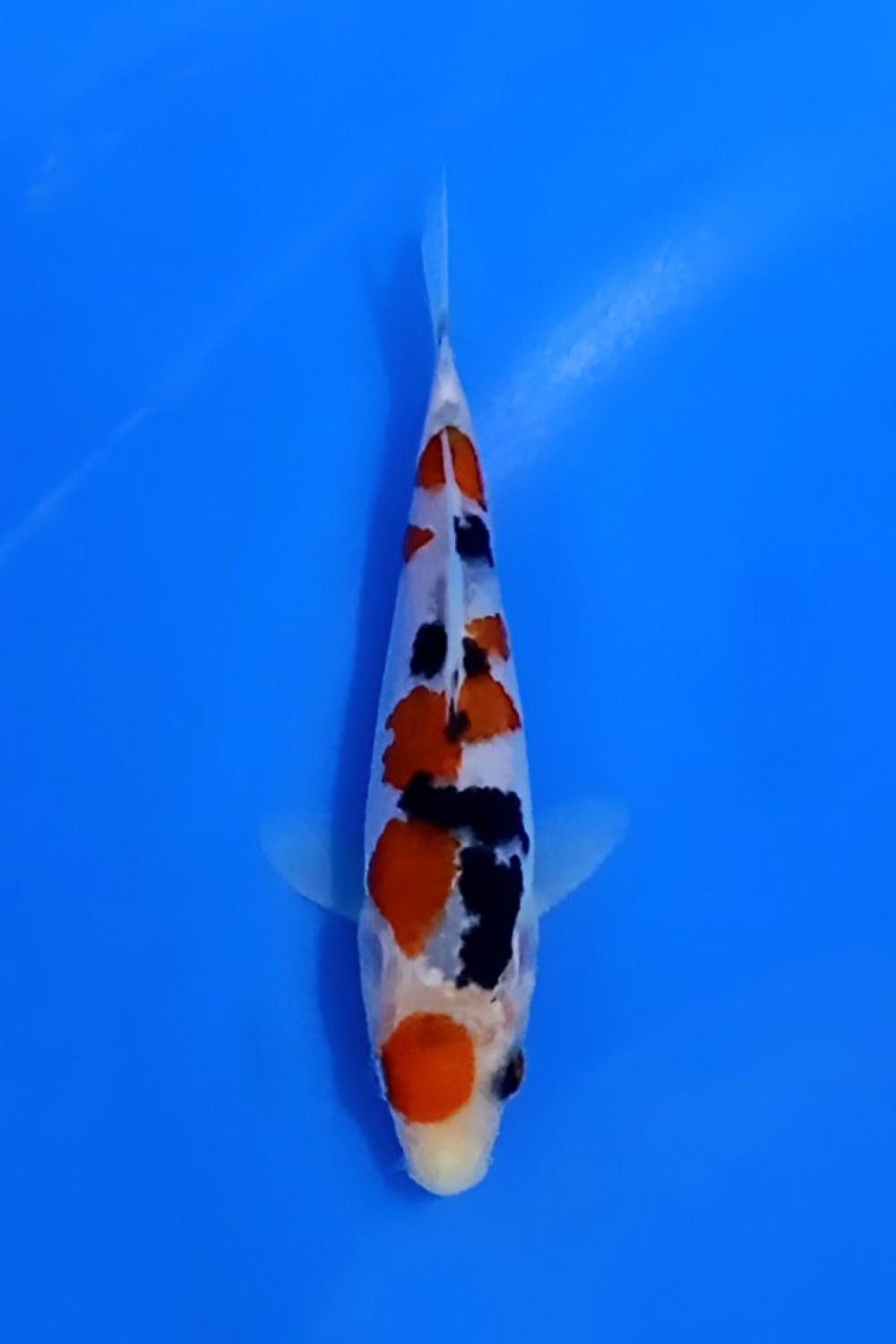 Juara 2